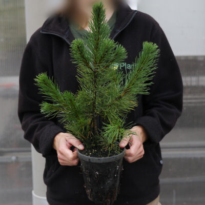 Christmas Tree - Dwarf Mugo Pine in 1L pot